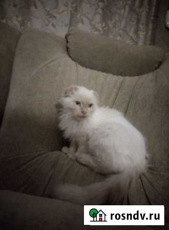 Котенок Острогожск - изображение 1
