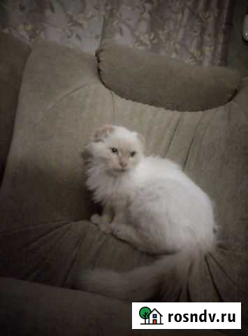 Котенок Острогожск - изображение 1