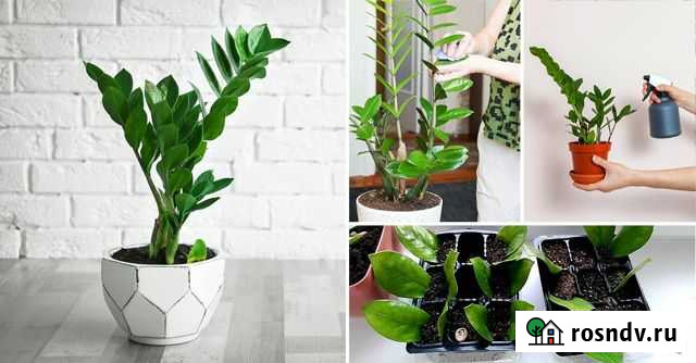 Замиокулькас- Долларовое дерево Деньги в дом Краснодар - изображение 1