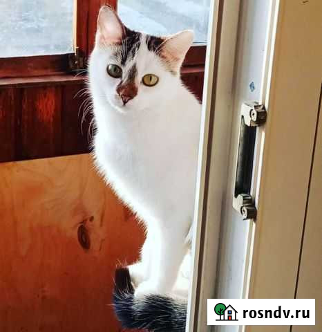 Кошка Кемерово - изображение 1