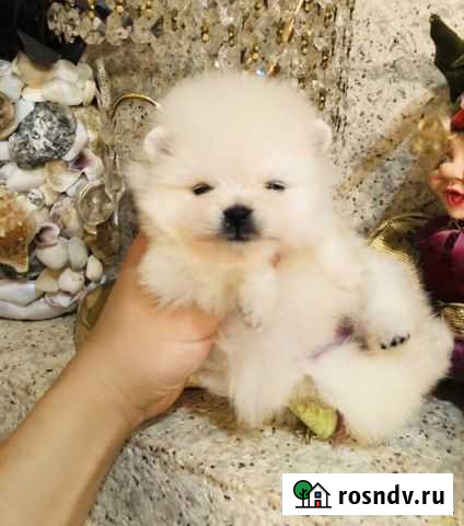 Шпицы медведи мини и микра детки Пермь - изображение 1