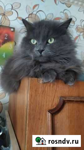 Кошка в дар Донецк - изображение 1