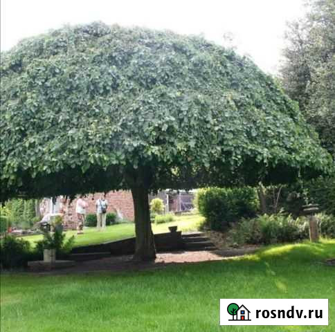 Озеленение и благоустройство Наро-Фоминск - изображение 1