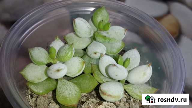 Суккуленты Тюмень - изображение 1