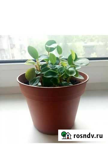 Пеперомия головатая Йошкар-Ола - изображение 1