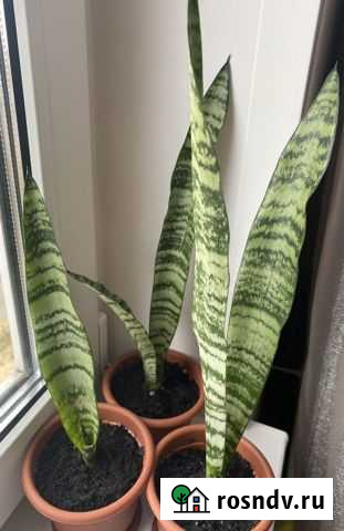 Сансевиерия Нижний Новгород - изображение 1