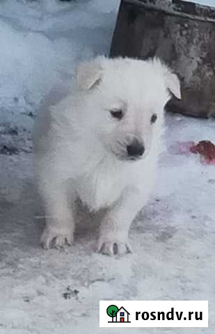 Щенки в добрые руки Бирск - изображение 1