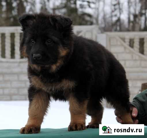 Щенок немецкой овчарки Солнечногорск - изображение 1