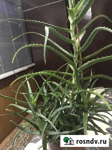 Алое лекарственный Махачкала - изображение 1