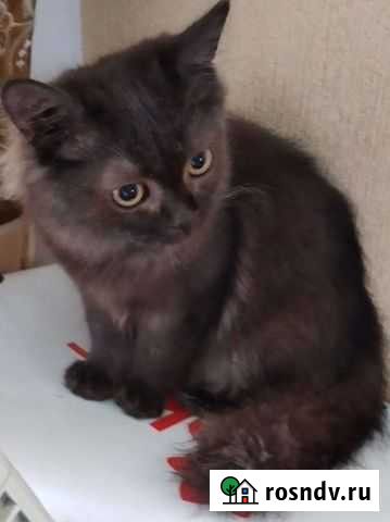 Шотландские котята Хабаровск - изображение 1