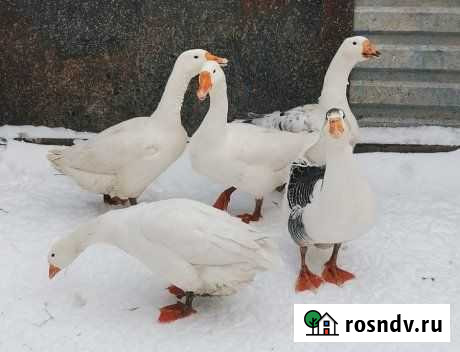 Продам гусей Смоленск - изображение 1