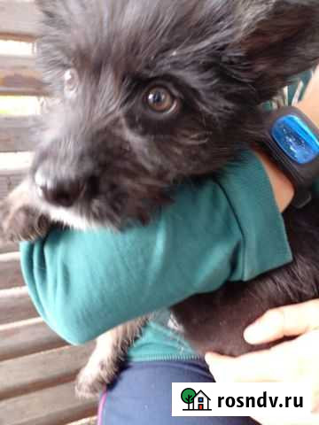 Терьерчик Веня ждет хозяина Иркутск - изображение 1