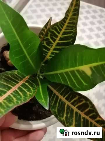 Кротон Нервия Стерлитамак - изображение 1