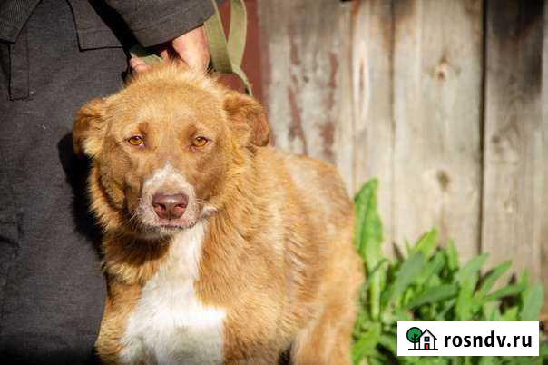 Ищем хозяина Новосибирск - изображение 1