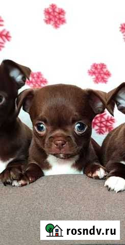 Шоколадка Новосибирск - изображение 1