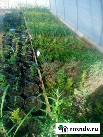 Хвойники Армавир - изображение 1