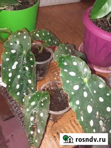 Бегония макулата Краснодар - изображение 1