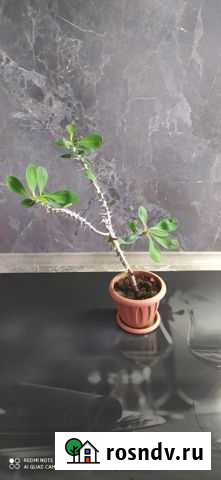 Молочай Миля Нижний Тагил - изображение 1