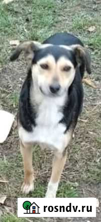 Ищем дом собачкам Бугульма - изображение 1