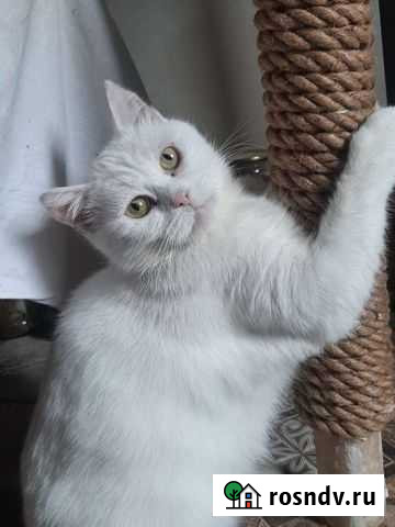 Кошечка ласковая Симферополь - изображение 1