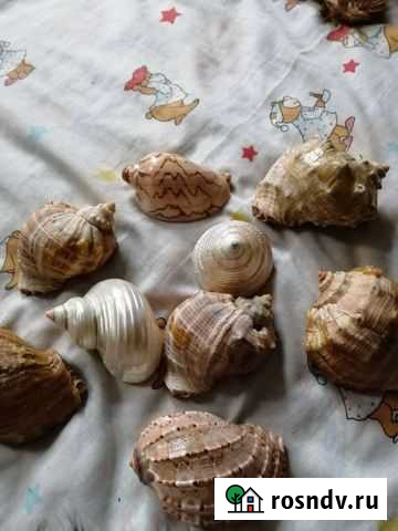 Ракушка Осинники - изображение 1