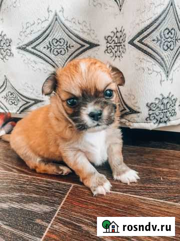 Щенки чихуахуа Хабаровск - изображение 1