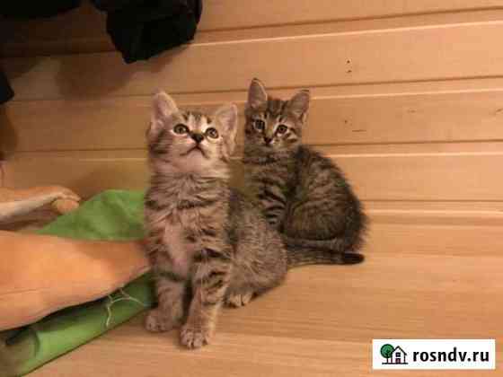 Кошки в добрые руки бесплатно Хотьково