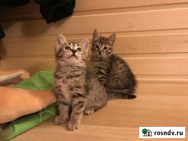 Кошки в добрые руки бесплатно Хотьково - изображение 1