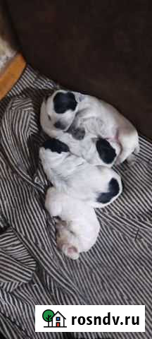 Собака Челябинск - изображение 1