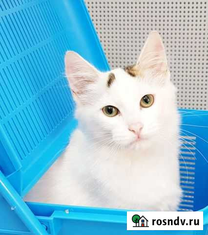 Котята в добрые руки Курск - изображение 1