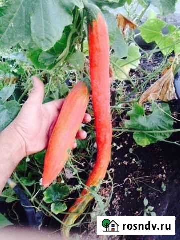 Семена Экзотов Заворонежское - изображение 1