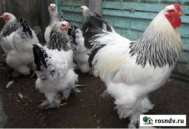 Брама Комсомолец - изображение 1