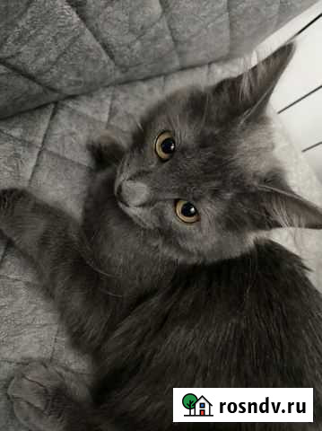 Котенок в добрые руки Реутов - изображение 1