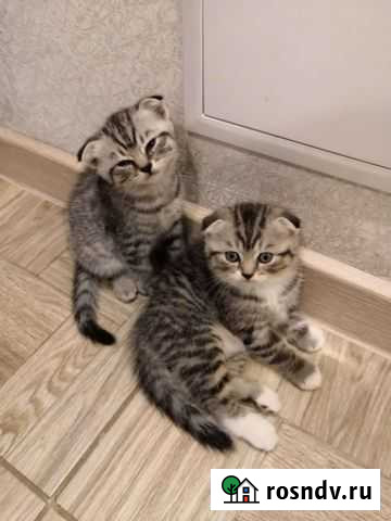 Шотландская вислоухая Иркутск - изображение 1