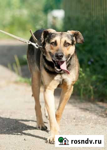 Верный Шарик Иваново - изображение 1