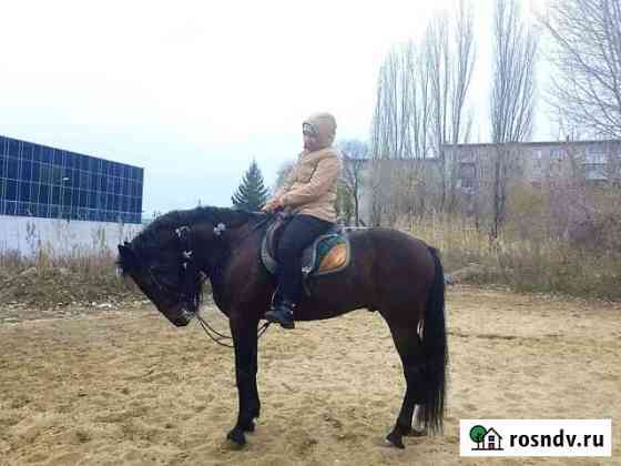 2 классных коня Саратов