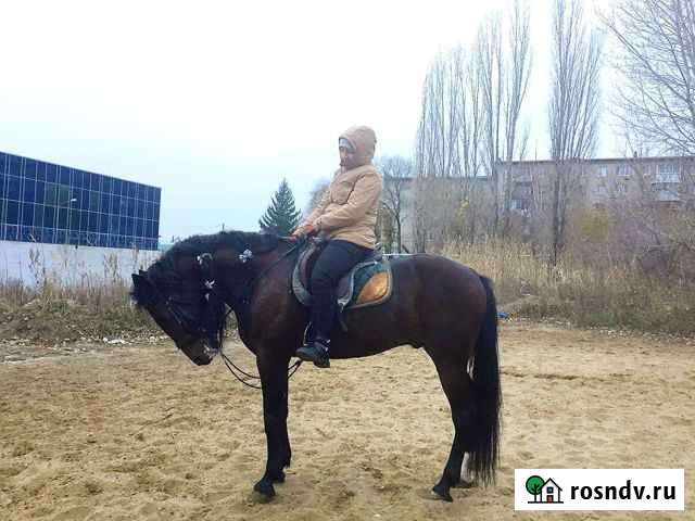 2 классных коня Саратов - изображение 1