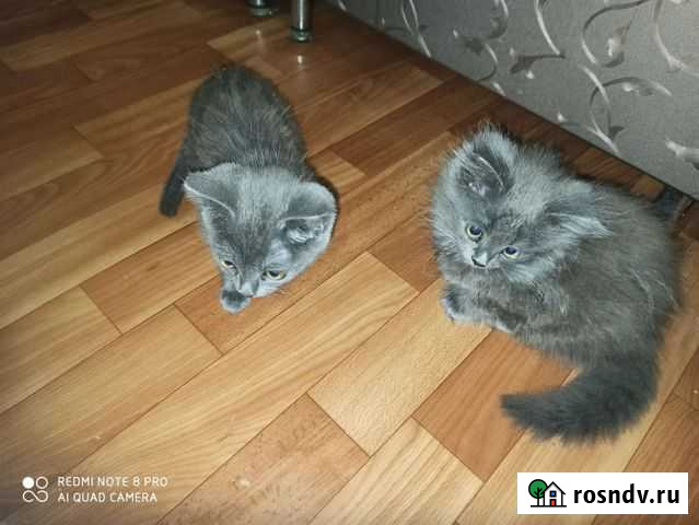 Котята русская голубая Томаровка - изображение 1