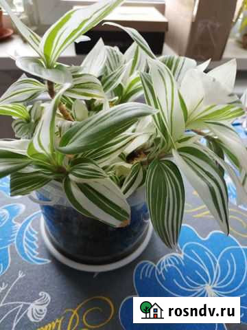 Традесканция Киров - изображение 1