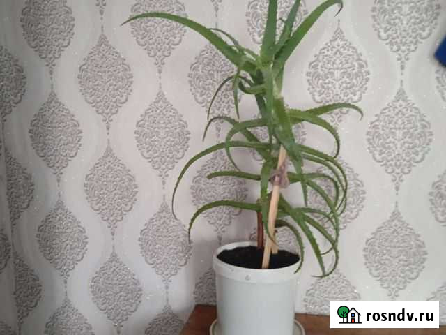 Алоэ Моршанск - изображение 1