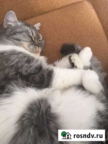 Даром кошка британка Балаково - изображение 1