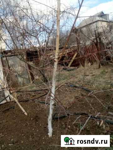 Саженцы пихты берёзы Симферополь - изображение 1