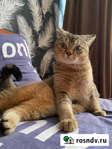 Вязка. Золотая шиншилла Набережные Челны - изображение 1