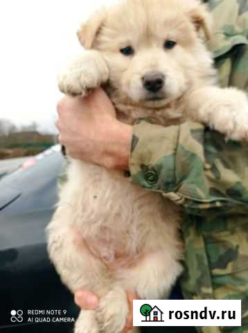 Щенки карапузики Высоковск - изображение 1