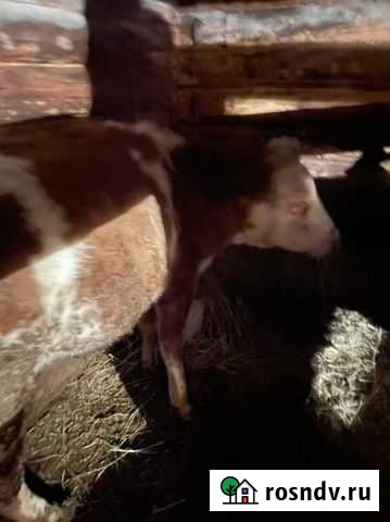 Продам тёлку, сычевской породы возраст, 1год и 4ме Вышний Волочек - изображение 1