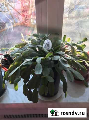 Кактус Краснодар - изображение 1