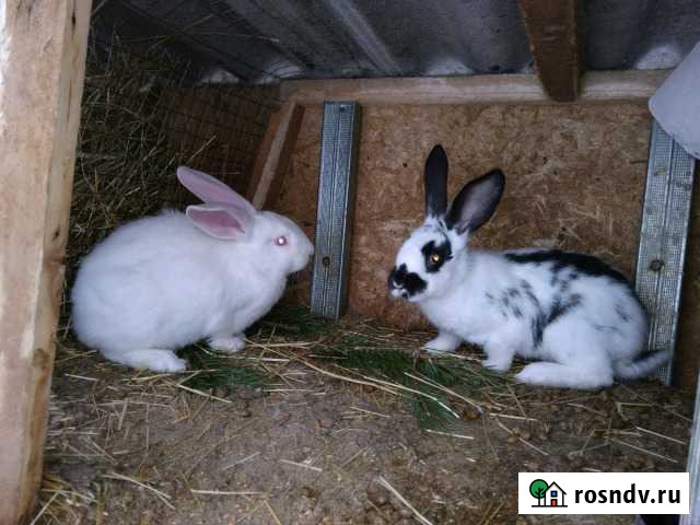 Продажа кроликов Гидроторф - изображение 1