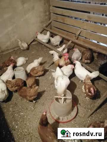 Инкубационное яйцо Великий Новгород - изображение 1