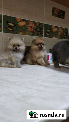 Щенки шпица Тула - изображение 1