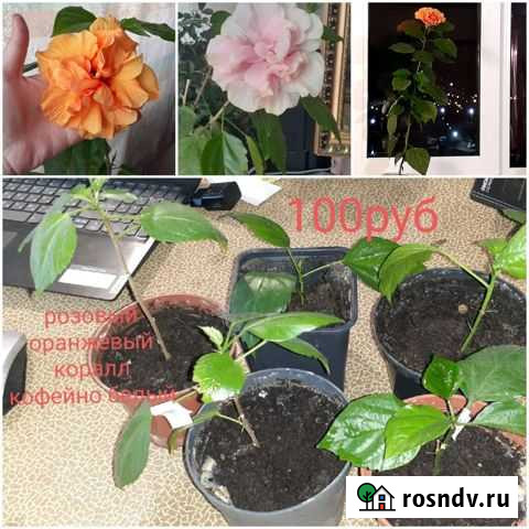 Гибискус махровый Энгельс - изображение 1